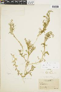 Selaginella atirrensis image