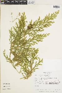 Selaginella stellata image