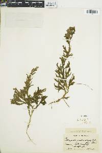 Selaginella guatemalensis image