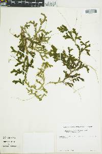 Selaginella guatemalensis image