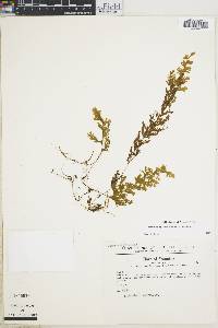Hymenophyllum amabile image