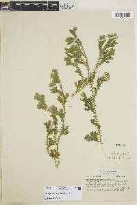 Selaginella suavis image
