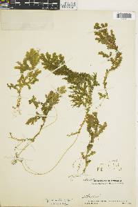 Selaginella martensii image