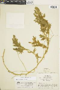 Selaginella martensii image