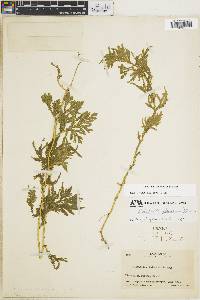 Selaginella popayanensis image