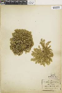 Selaginella prolifera image
