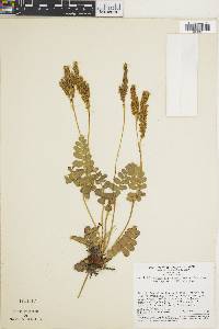 Anemia oblongifolia image