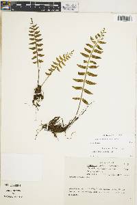 Asplenium auriculatum image