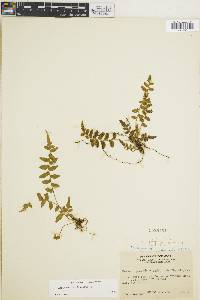 Asplenium auriculatum image