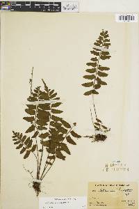 Asplenium auriculatum image