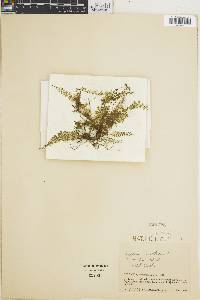 Asplenium rutaceum image