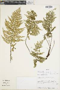 Asplenium myriophyllum image