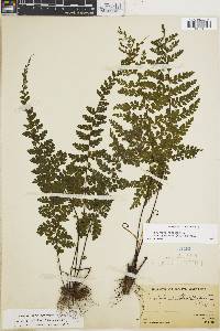 Asplenium flabellulatum image