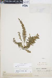 Blechnum asplenioides image