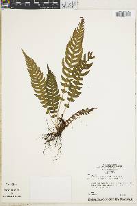 Blechnum confluens image