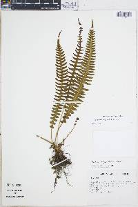 Blechnum asplenioides image