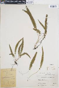 Blechnum asplenioides image