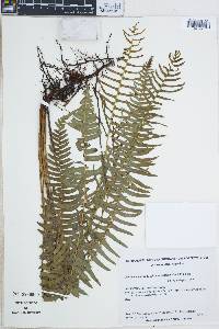 Blechnum auriculatum image