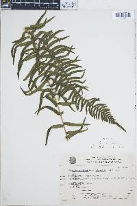 Blechnum auriculatum image
