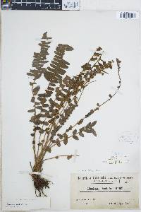 Blechnum auriculatum image