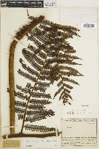 Cyathea caracasana image