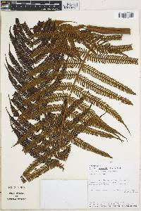 Cyathea poeppigii image