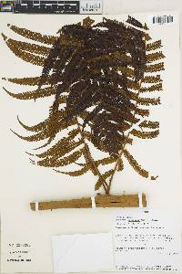 Cyathea poeppigii image