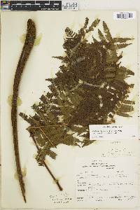 Alsophila sternbergii image