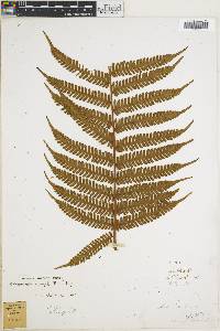 Cyathea poeppigii image