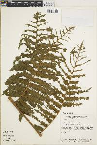 Cyathea mexiae image