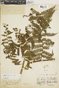 Cyathea microdonta image