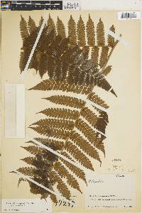 Cyathea brunnescens image