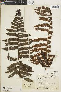 Cyathea brunnescens image