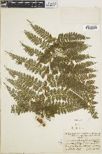 Dennstaedtia bipinnata image