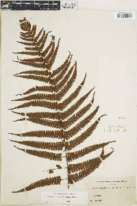 Dryopteris wallichiana subsp. wallichiana image