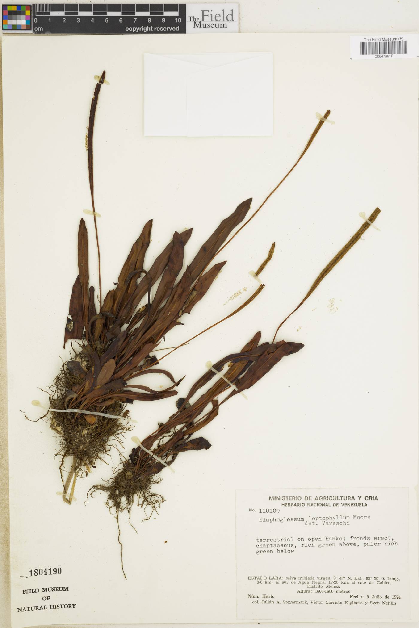 Elaphoglossum gayanum image