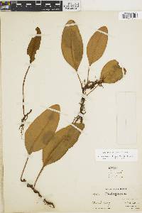 Elaphoglossum lingua image