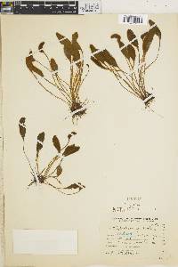 Elaphoglossum spathulatum image