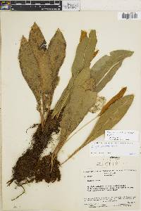 Elaphoglossum styriacum image