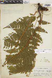 Parapolystichum effusum subsp. effusum image