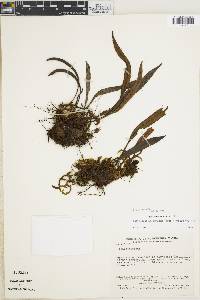Elaphoglossum ornatum image