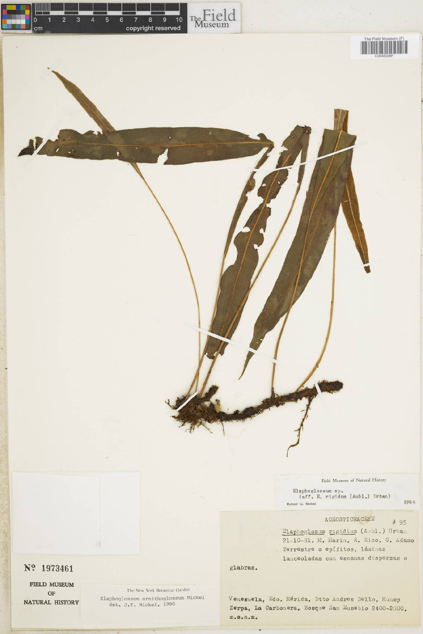 Elaphoglossum ornithoglossum image