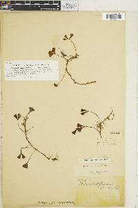 Elaphoglossum peltatum f. flabellatum image