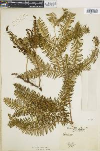 Sticherus cryptocarpus image