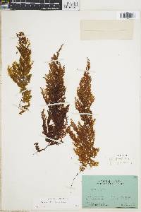 Image of Hymenophyllum ferax