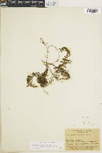 Hymenophyllum fucoides var. pedicellatum image