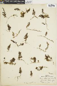 Hymenophyllum hirsutum image