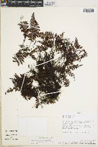 Hymenophyllum myriocarpum var. nigrescens image