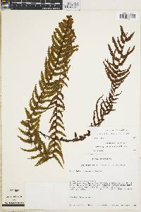 Hymenophyllum plumieri image