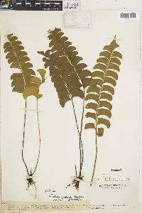 Lindsaea lancea image